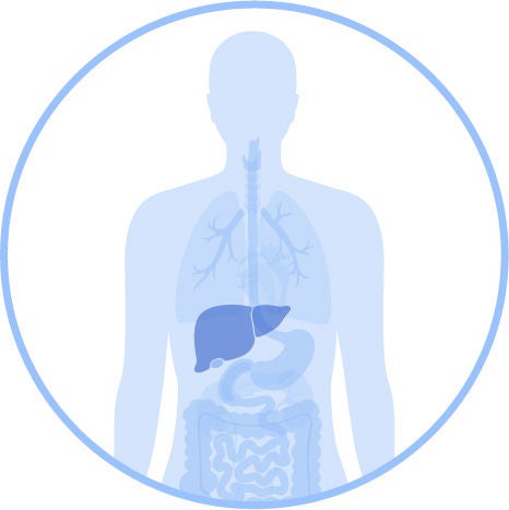Illustration of human body showing the liver area.