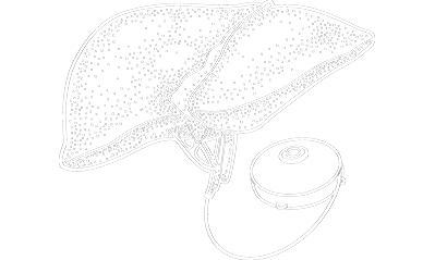 Liver attached to pump.